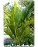Rhopalostylis sapida - Nikau Palm