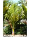 Rhopalostylis sapida - Nikau Palm