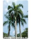 Roystonea regia - Kubanische Königs-Palme