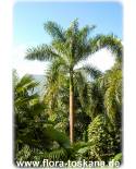 Roystonea regia - Cuban Royal Palm