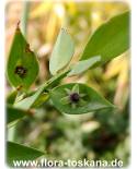 Ruscus aculeatus - Jews Myrtle, Spiny Butcher's Broom