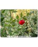 Ruscus aculeatus - Jews Myrtle, Spiny Butcher's Broom