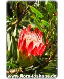 Protea eximia - Herzogin-Protea, Breitblättriger Zuckerbusch, Strahlenblütige Protea 
