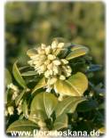 Sarcococca ruscifolia - Weihnachtsbuchs