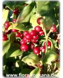 Sarcococca ruscifolia - Sweet Box, Christmas Box