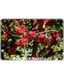 Schotia brachypetala - Weeping Boer-Bean, Tree Fuchsia, African Walnut