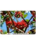 Schotia brachypetala - Weeping Boer-Bean, Tree Fuchsia, African Walnut