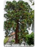 Sequoiadendron giganteum - Riesen-Mammutbaum