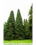 Sequoiadendron giganteum - Giant Redwood