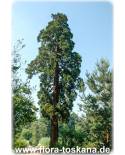 Sequoiadendron giganteum - Riesen-Mammutbaum