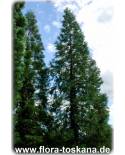 Sequoiadendron giganteum - Giant Redwood
