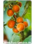 Solanum quitoense - Lulu, Naranjilla