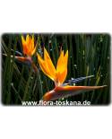 Strelitzia juncea - Bird of Paradise