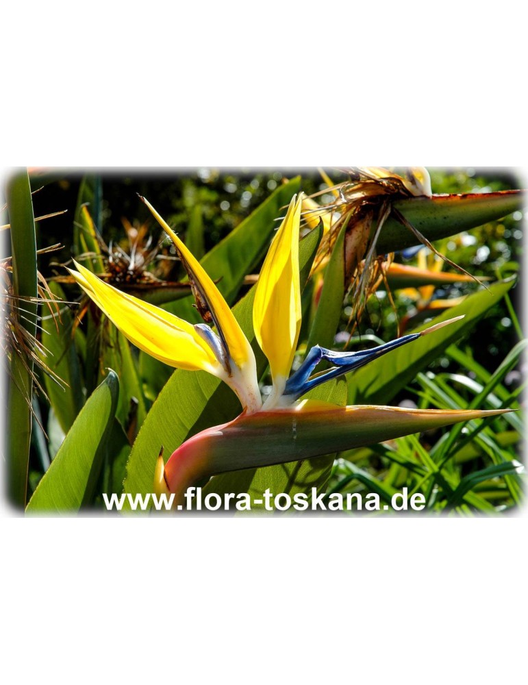gelbe Paradiesvogelblume 3x *PFLANZE* Strelitzia Mandelas Gold Jungpflanzen