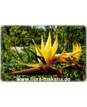 Strelitzia reginae 'Mandelas Gold' - Gelbe Paradiesvogelblume, Strelitzie
