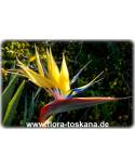Strelitzia reginae 'Mandelas Gold' - Gelbe Paradiesvogelblume, Strelitzie
