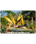 Strelitzia reginae 'Mandelas Gold' - Yellow Bird of Paradise