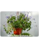 Streptocarpus saxorum - African Violet