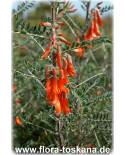 Sutherlandia frutescens - Cancer bush