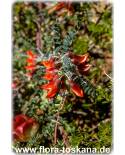 Sutherlandia frutescens - Ballonerbse