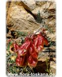 Sutherlandia frutescens - Ballonerbse