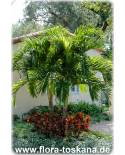 Veitchia merrillii, Adonidia merrillii - Christmas Palm, Manila Palm