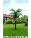 Veitchia merrillii, Adonidia merrillii - Christmas Palm, Manila Palm