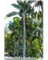 Wodyetia bifurcata - Fuchsschwanz-Palme