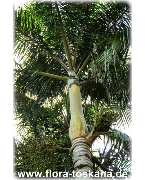 Wodyetia bifurcata - Fuchsschwanz-Palme