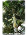 Wodyetia bifurcata - Fuchsschwanz-Palme