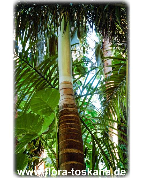 Wodyetia bifurcata - Fuchsschwanz-Palme