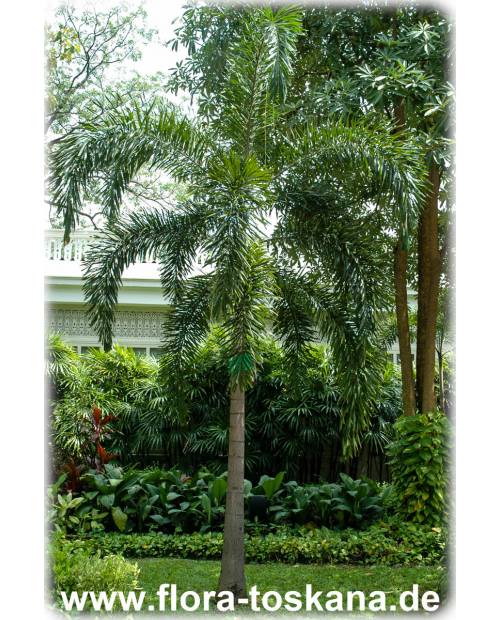 Wodyetia bifurcata - Fuchsschwanz-Palme