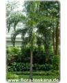 Wodyetia bifurcata - Fuchsschwanz-Palme