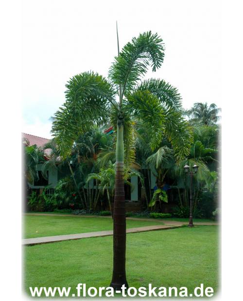 Wodyetia bifurcata - Fuchsschwanz-Palme