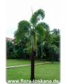Wodyetia bifurcata - Fuchsschwanz-Palme