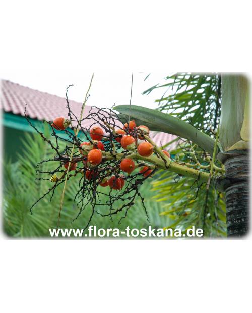 Wodyetia bifurcata - Fuchsschwanz-Palme