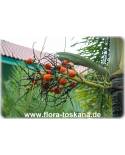 Wodyetia bifurcata - Foxtail Palm