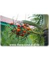 Wodyetia bifurcata - Fuchsschwanz-Palme