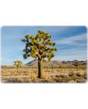 Yucca brevifolia - Joshua Tree, Josua-Palmlilie, Josua-Baum, Yucca
