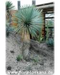 Yucca rigida - Blaublättrige Yucca
