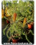 Banksia ericifolia - Erikenblättrige Banksie