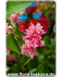 Bougainvillea spectabilis rosa gefüllt - Bougainvillea