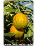 Citrus aurantium 'Turcicum Salicifolia' - Turkish variegated Sour Orange, Seville-Orange 