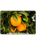 Citrus aurantium 'Turcicum Salicifolia' - Turkish variegated Sour Orange, Seville-Orange 