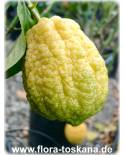 Citrus limon x Citrus medica 'Rugosa' - Zitronat-Zitrone