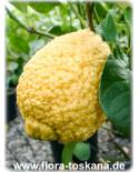 Citrus limon x Citrus medica 'Rugosa' - Lemon-Citron-Hybrid