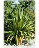 Doryanthes palmeri - Speerblume