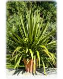 Doryanthes palmeri - Spear Lily