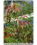 Leucaena leucocephala - Pferde-Tamarinde, Wilde Tamarinde