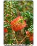 Melaleuca hypericifolia - Dotted Paperbark